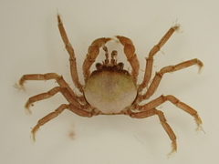 Halicarcinus cookii