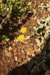 Helichrysum dasycephalum