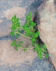 Crassula lanceolata