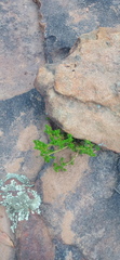 Crassula lanceolata