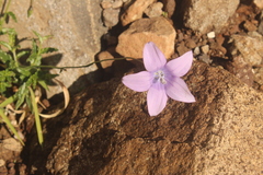 Wahlenbergia cuspidata