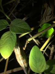 Rieppeleon kerstenii