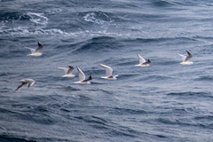 Chroicocephalus genei