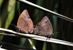 Arhopala madytus