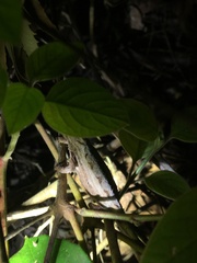 Rieppeleon kerstenii