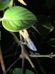 Rieppeleon kerstenii