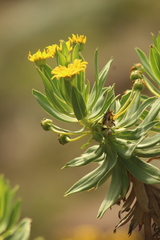 Euryops evansii