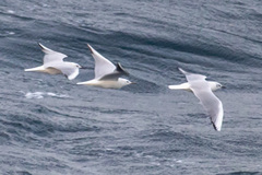 Chroicocephalus genei