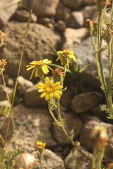 Senecio seminiveus