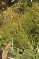 Senecio macrospermus