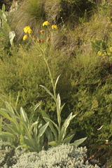 Senecio macrospermus