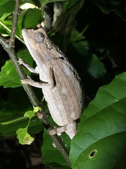 Rieppeleon kerstenii