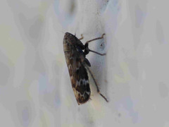 Sardius argus