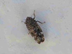 Sardius argus