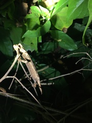 Rieppeleon kerstenii