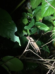 Rieppeleon kerstenii