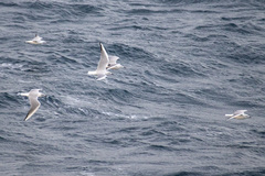 Chroicocephalus genei