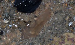 Leptoplana tremellaris