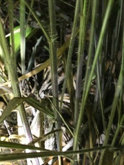 Rieppeleon kerstenii