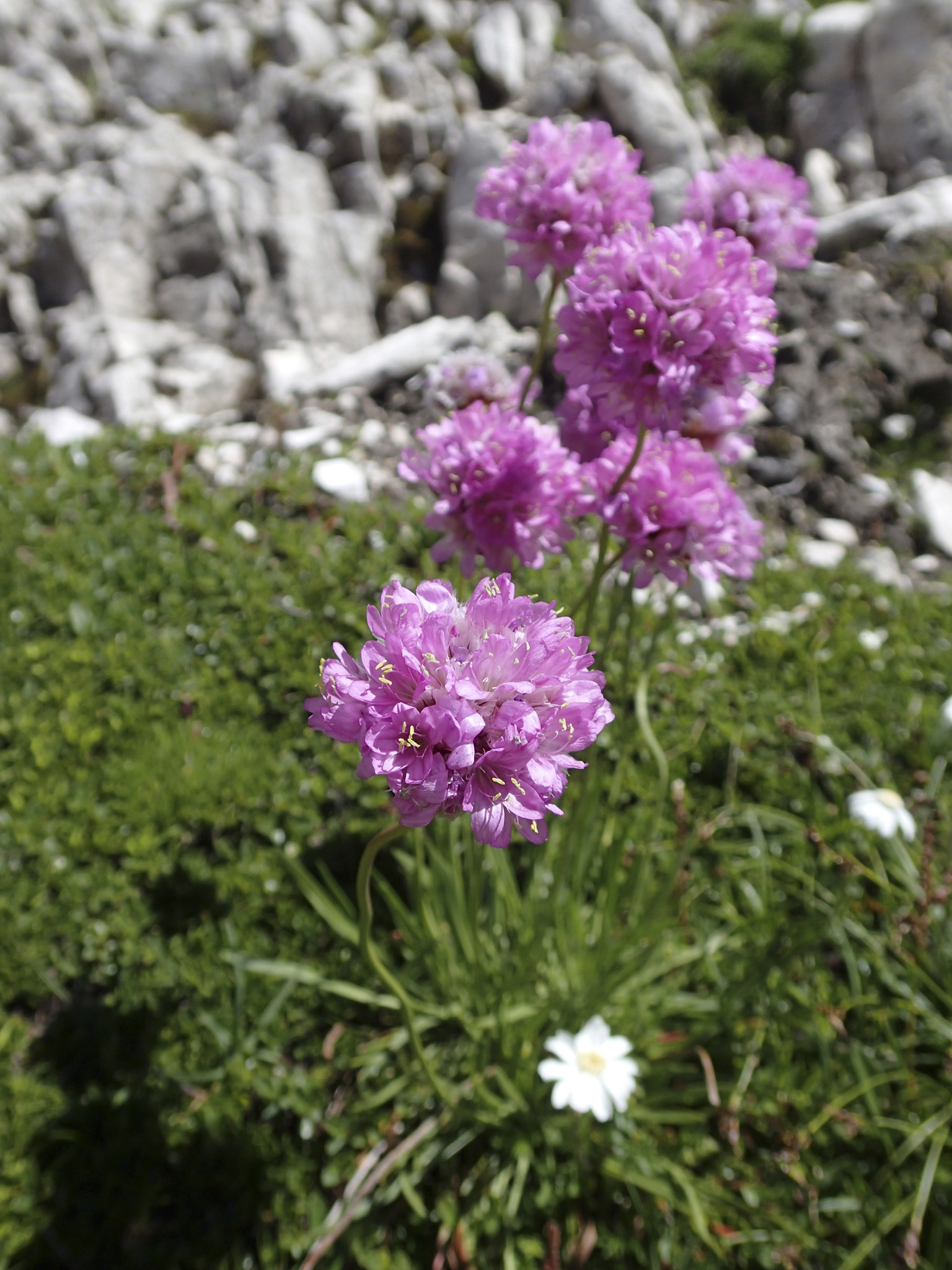Armeria alpina