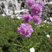 Alpine Thrift - Photo (c) Andrea Schieber, some rights reserved (CC BY-SA)