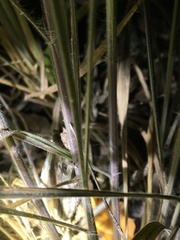 Rieppeleon kerstenii