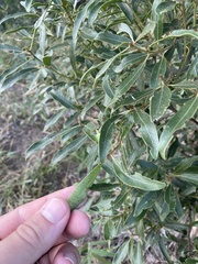 Euclea natalensis angustifolia