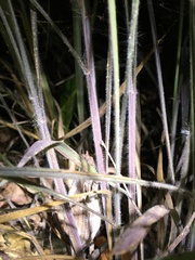 Rieppeleon kerstenii