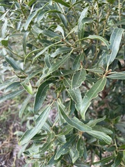 Euclea natalensis angustifolia