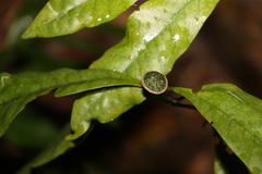 Eupomatia bennettii