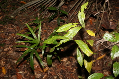 Eupomatia bennettii