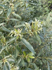 Euclea natalensis angustifolia