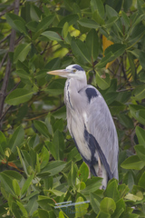 Ardea cinerea