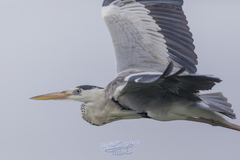 Ardea cinerea