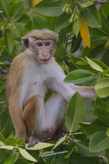 Macaca sinica