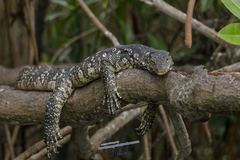 Varanus salvator salvator