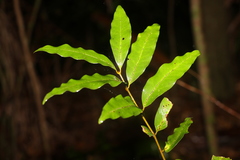 Actephila mooreana