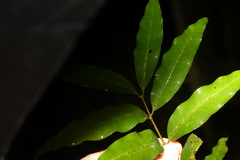 Actephila mooreana