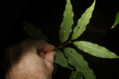 Actephila mooreana