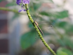 Suhpalacsa subtrahens