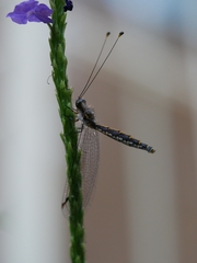 Suhpalacsa subtrahens