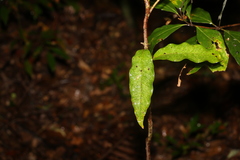 Actephila mooreana