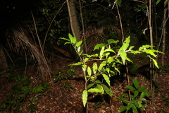Actephila mooreana
