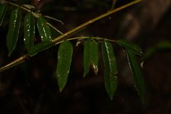 Austrosteenisia glabristyla