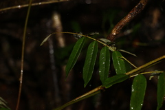 Austrosteenisia glabristyla