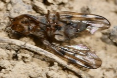 Otites nebulosa