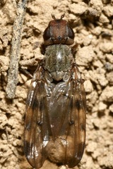 Otites nebulosa