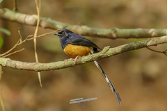 Copsychus malabaricus