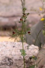 Scrophularia scopolii