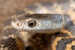 Hemerophis socotrae